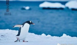 南极之恋在线观看,冰封世界里的爱情传奇